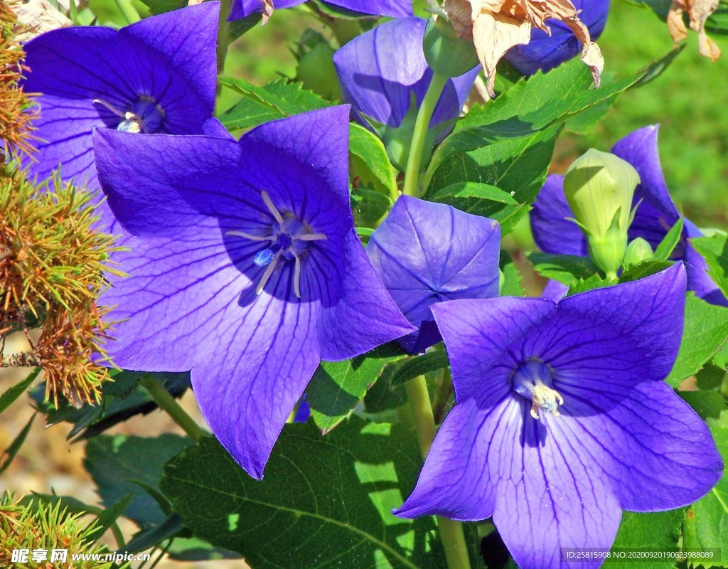 鈴當花