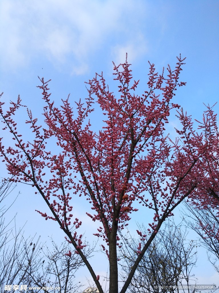 藍天下的紅梅