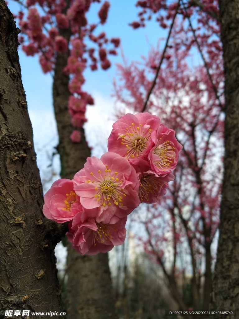 紅梅花兒