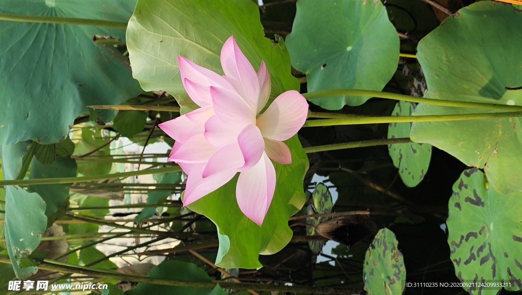 荷花