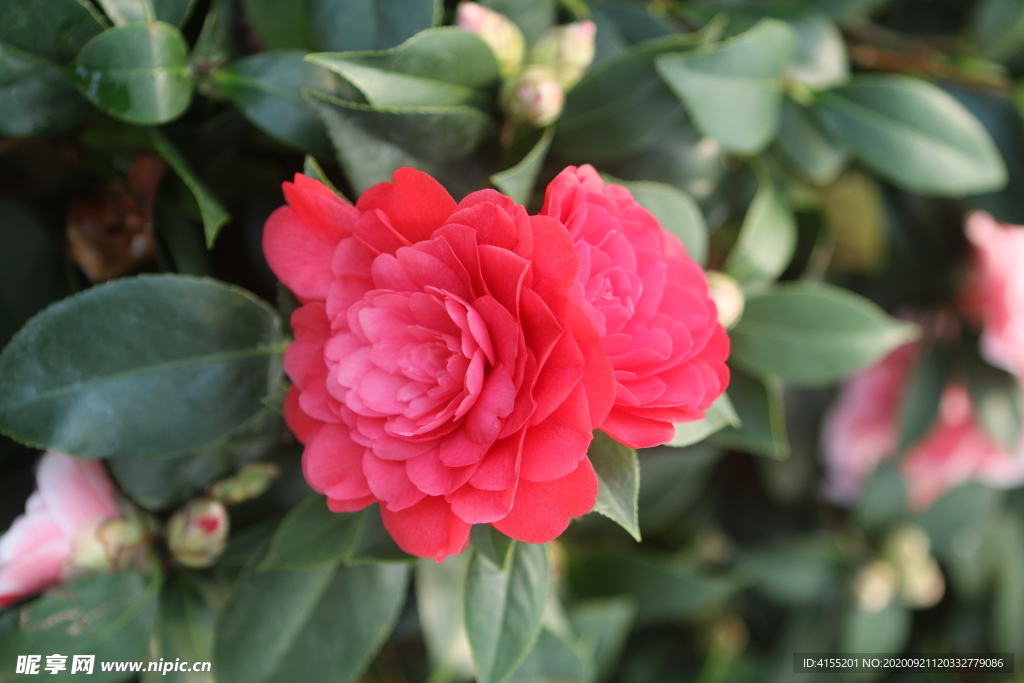 紅山茶花