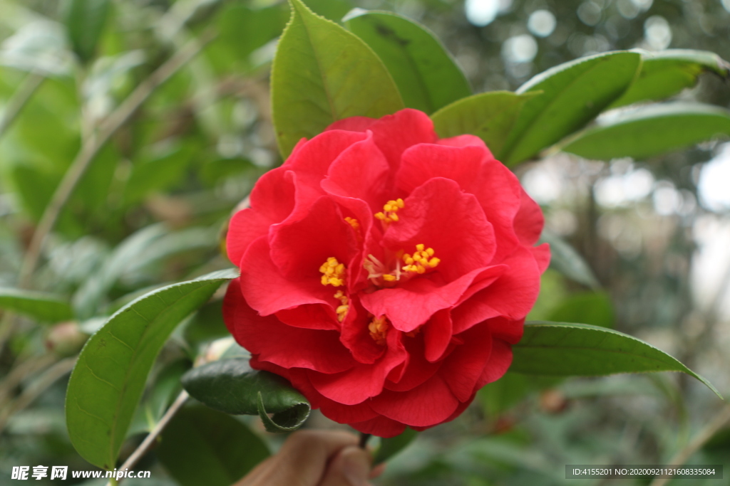 紅山茶花