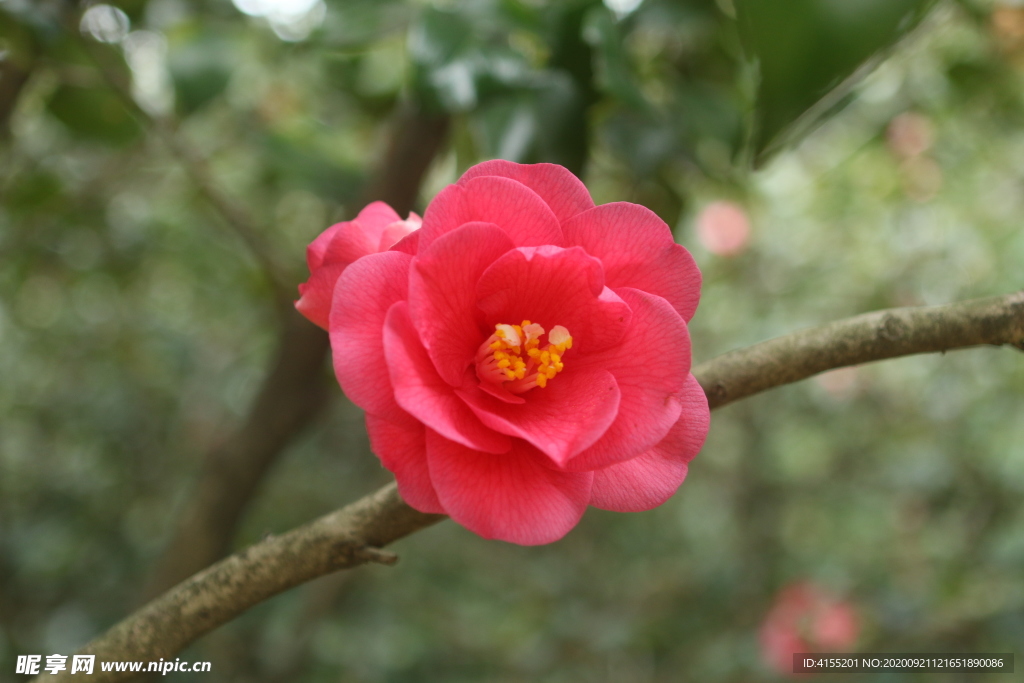 紅山茶花