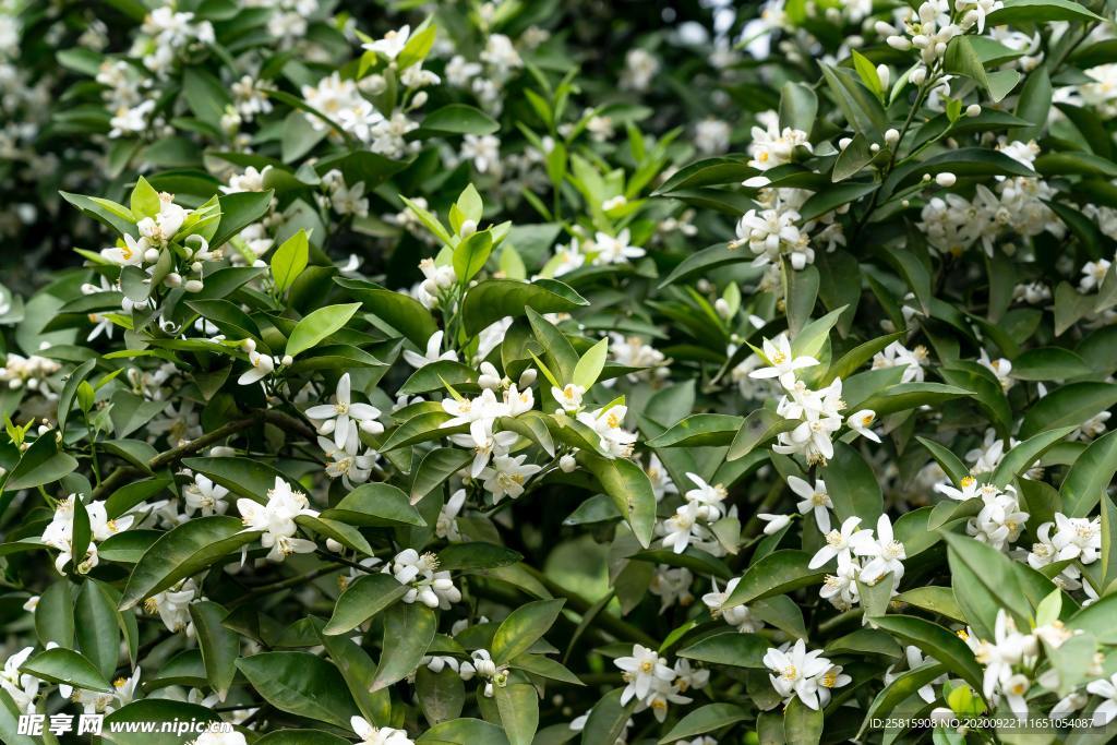 柑橘花