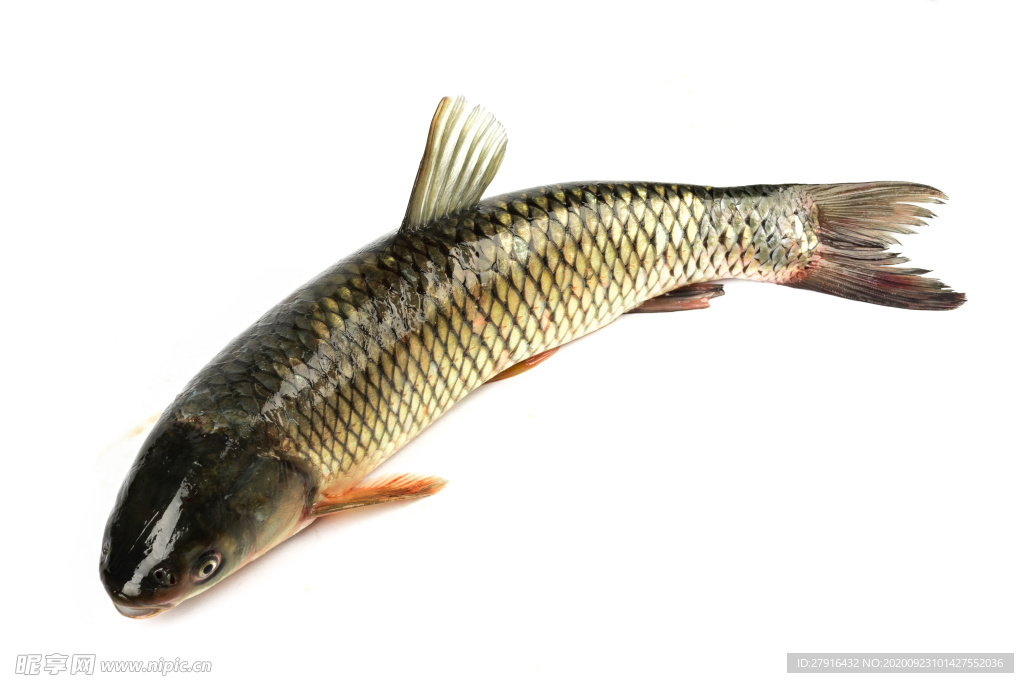 草魚白底圖