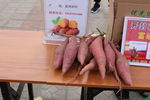 西瓜红红薯1  图片