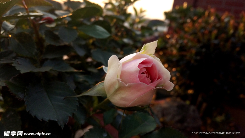花卉花朵月季