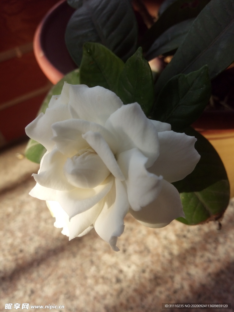 花卉花朵梔子花