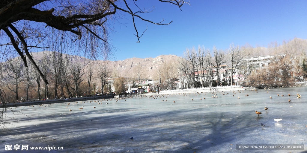 古树湖泊冬天风景