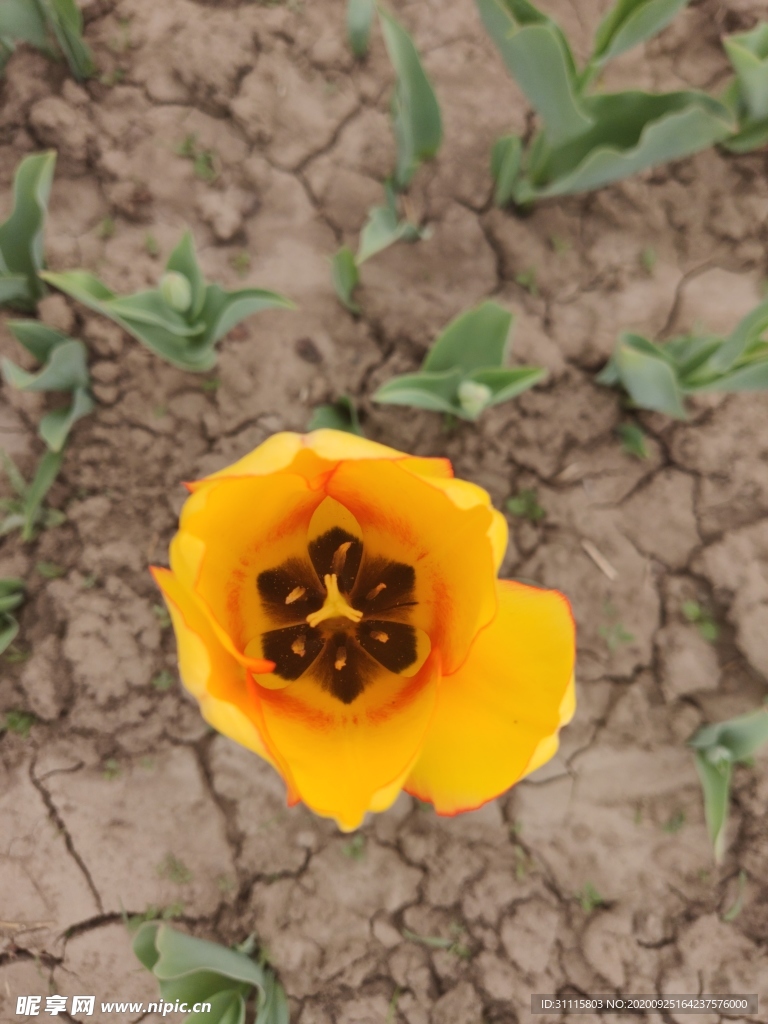 花
