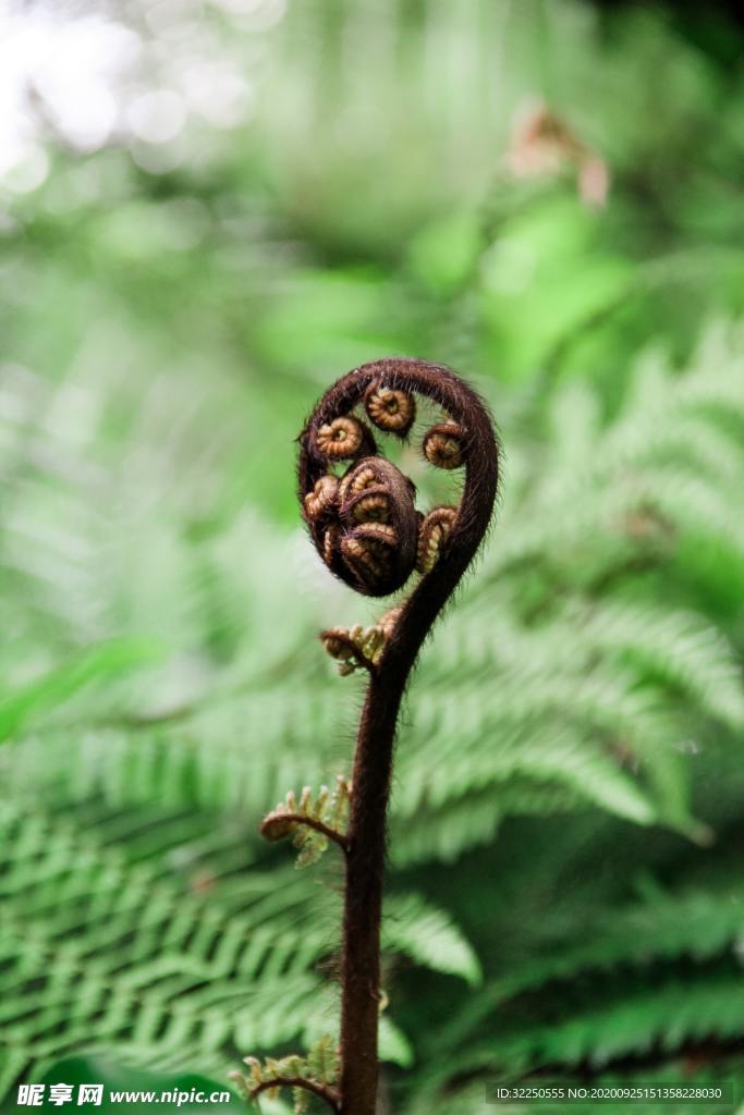 蕨菜花