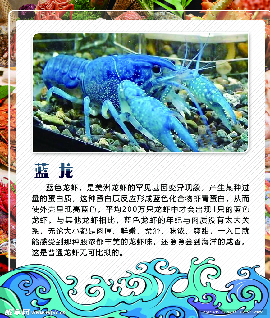 蓝龙虾