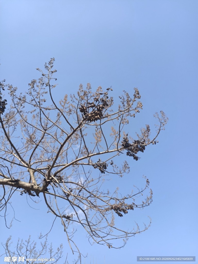 樹