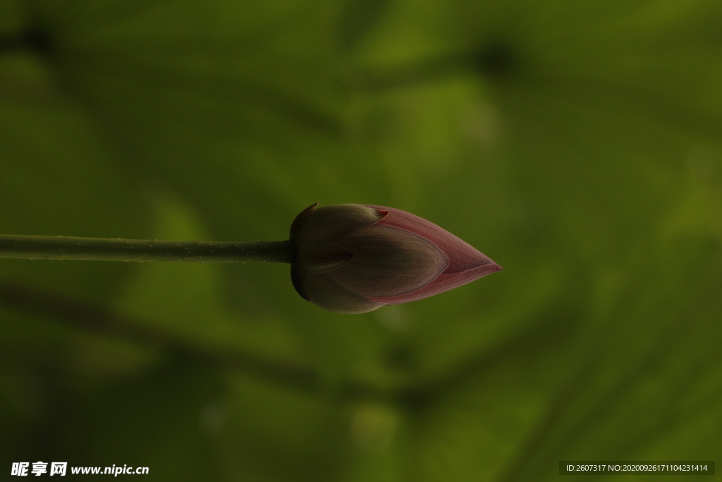 蓮花