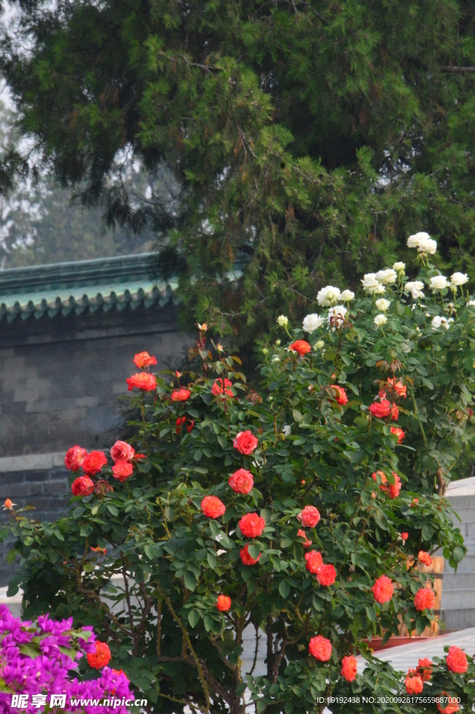秋日月季花