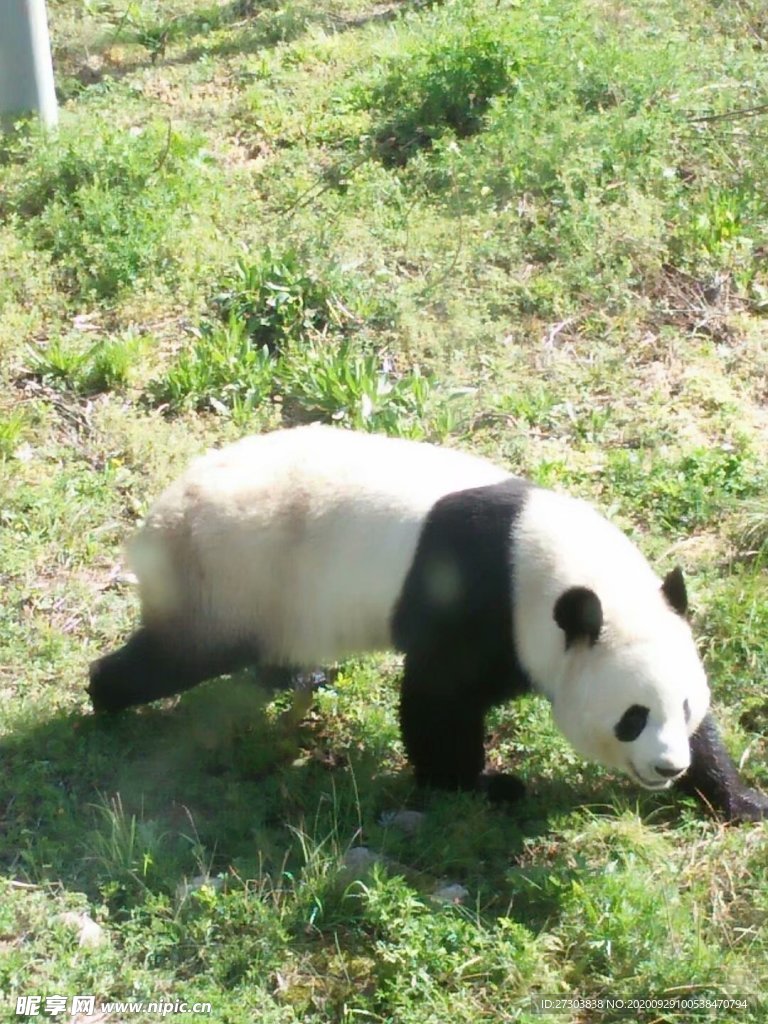 熊猫国宝