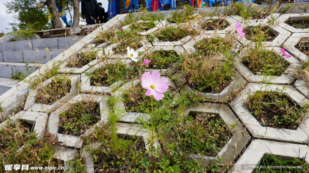 野花野草