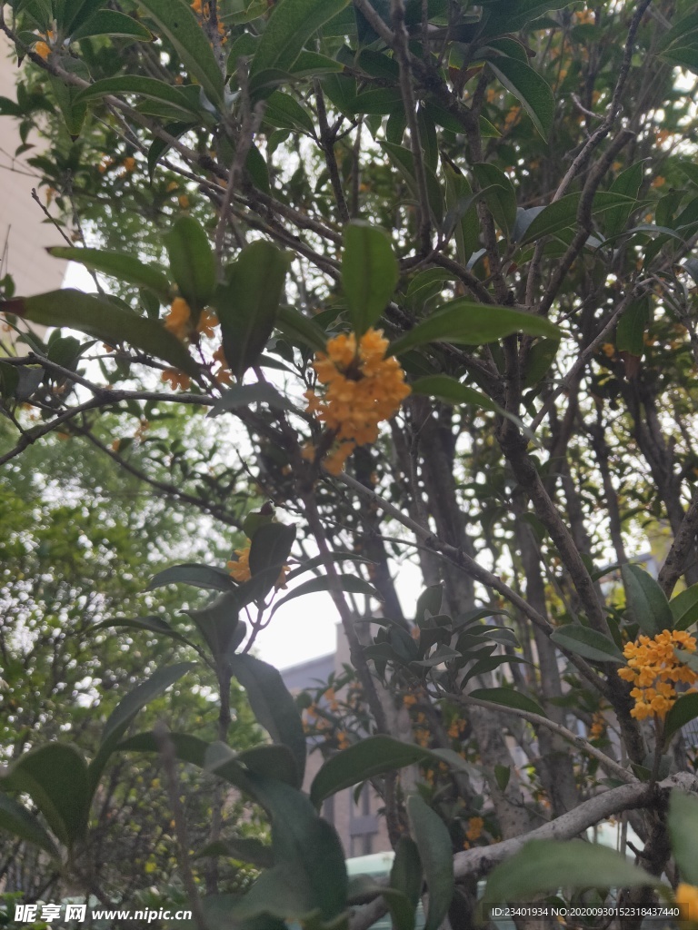 戶外金秋桂花樹