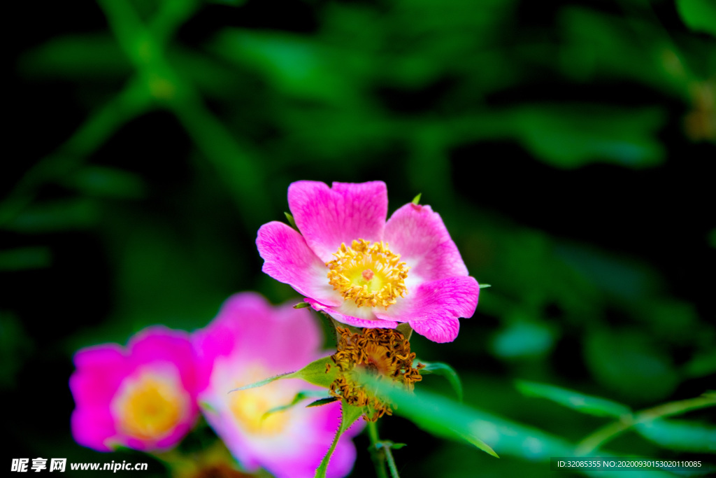 花