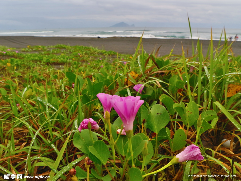 海邊牽牛花