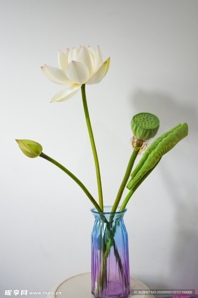 荷花