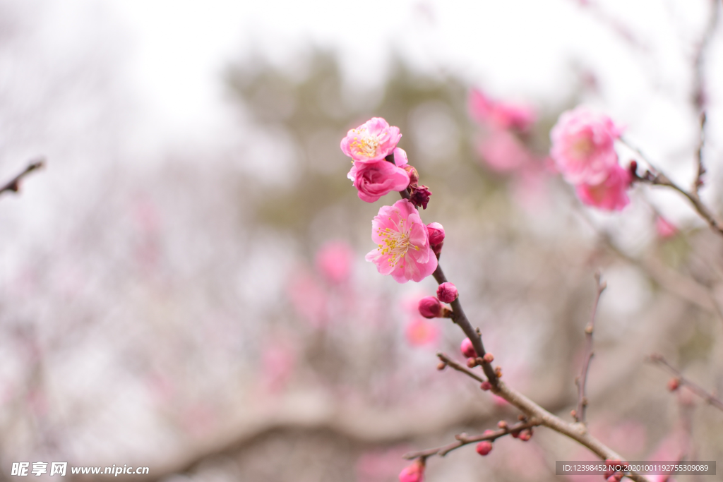 臘梅花
