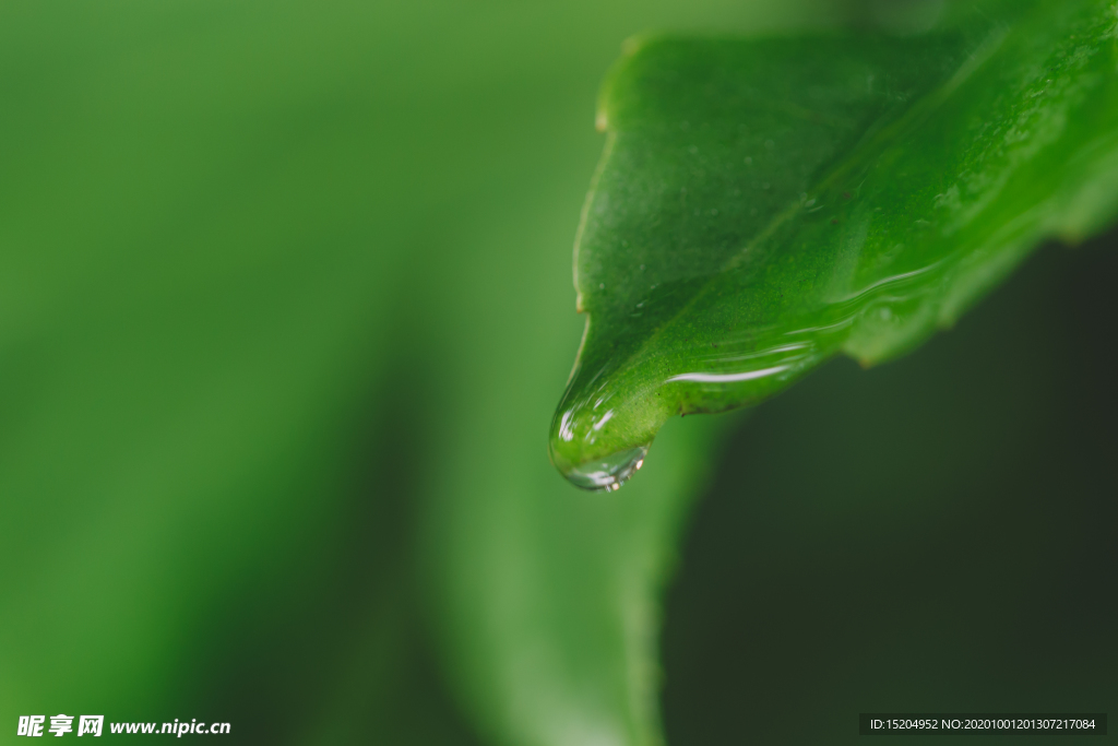 水滴绿色清新叶片叶子
