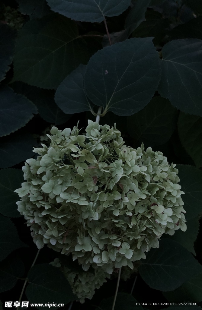 花朵植物綠色背景海報素材