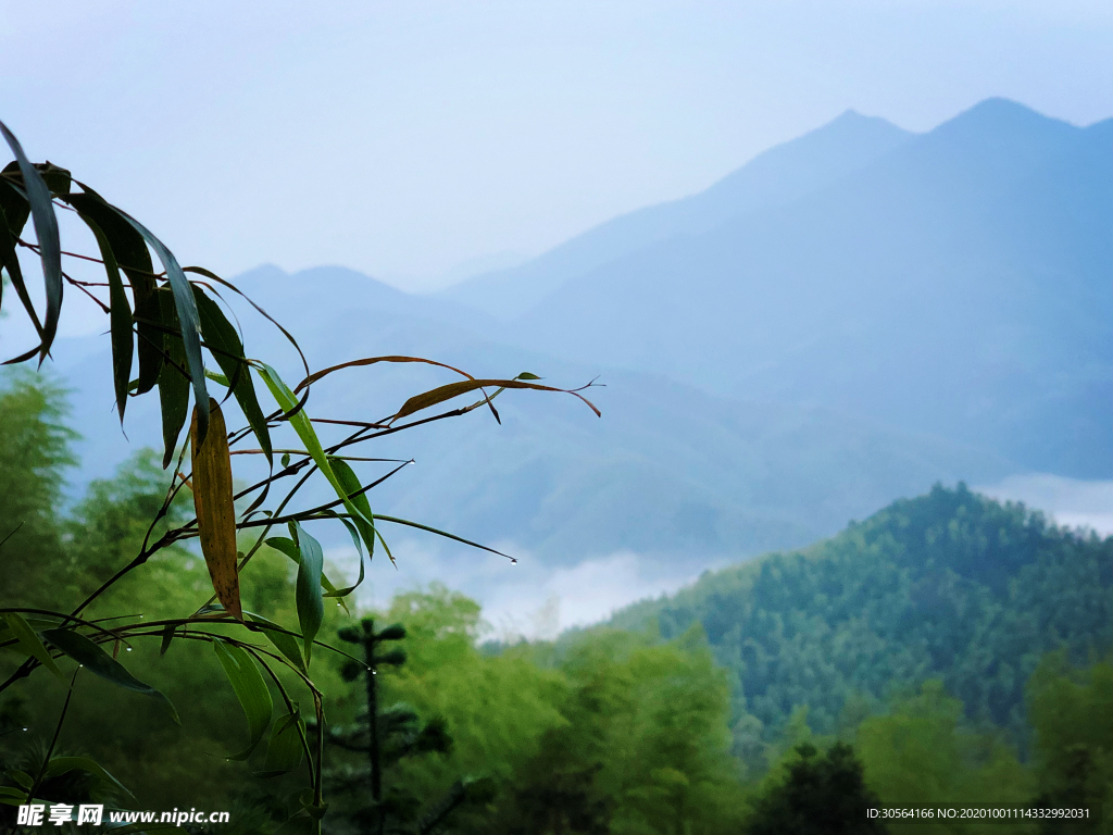 樹葉清晨薄霧背景海報素材