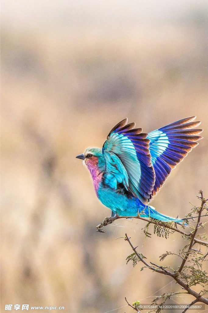 藍色的鳥