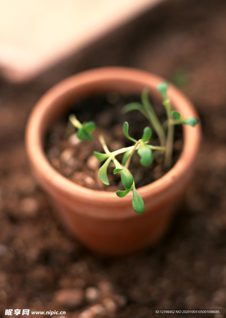 草莓植株