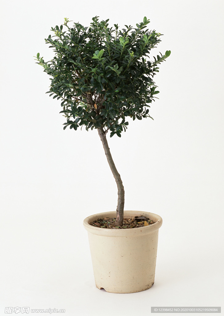 盆栽綠植