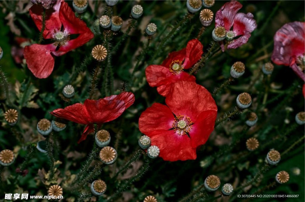 紅色的花