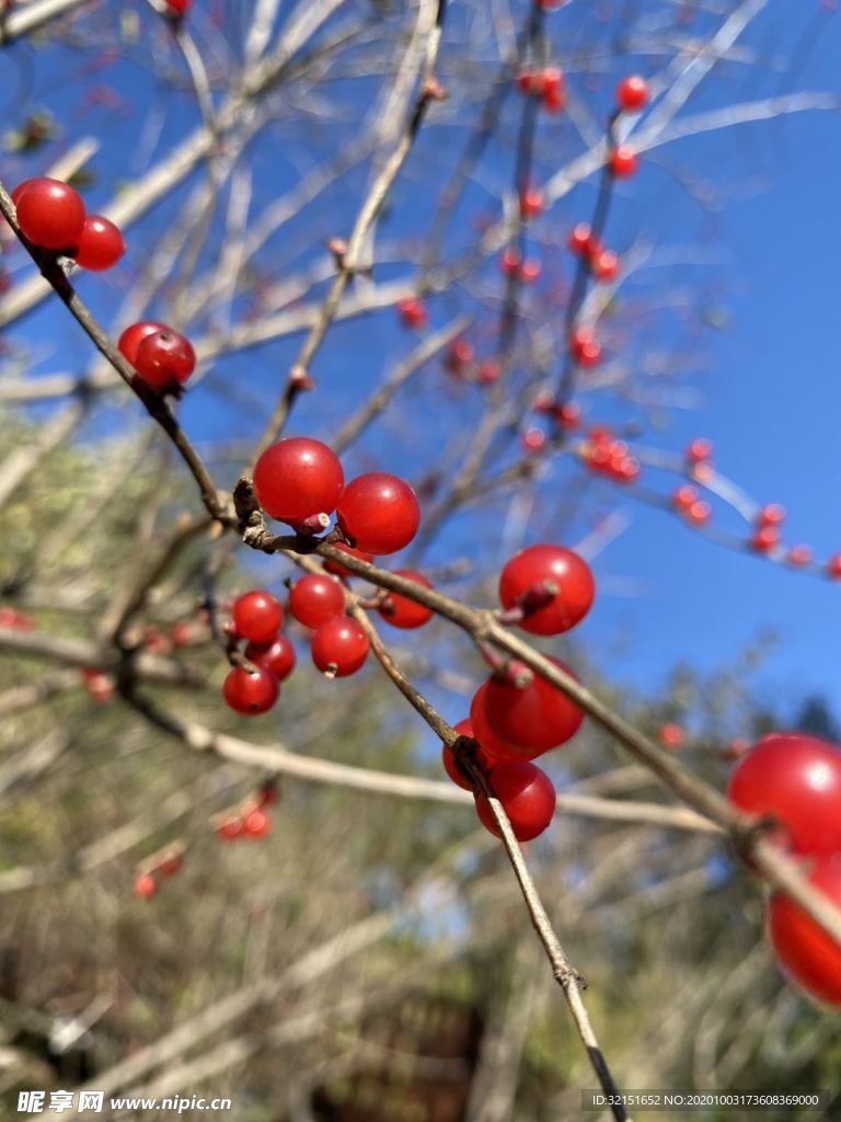 紅豆