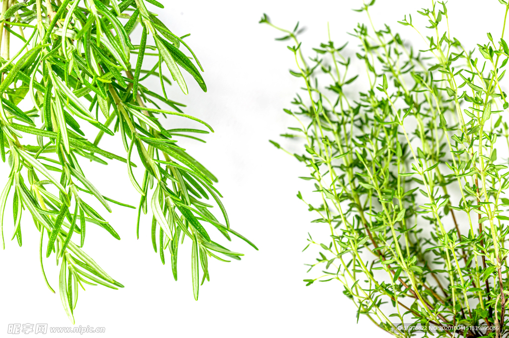 綠色植物迷迭香