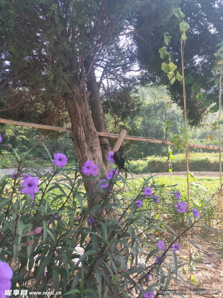 紫色花朵蝴蝶