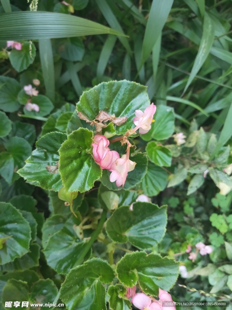 山野 绿色植被 粉色花 蝴蝶花