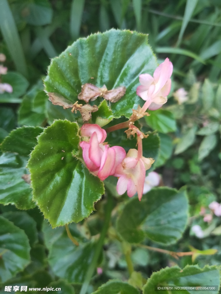 山野 绿色植被 粉色花 蝴蝶花