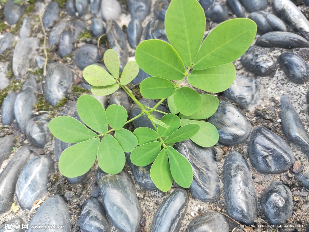 鵝卵石上 綠色 植物