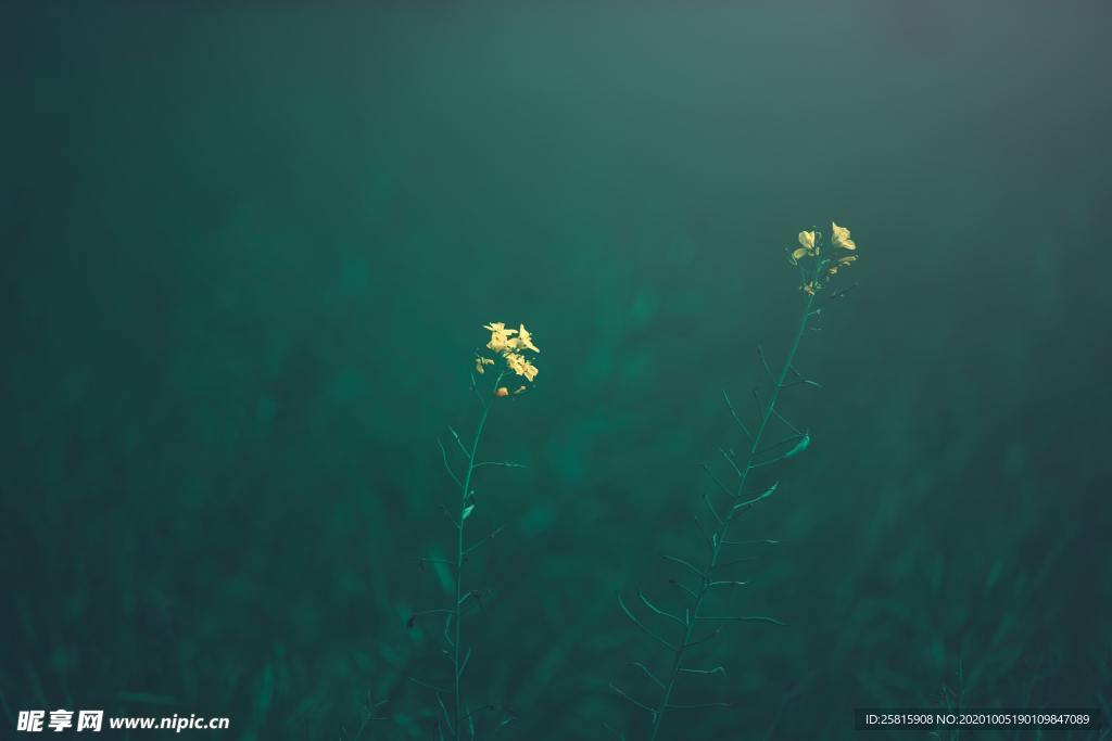 花