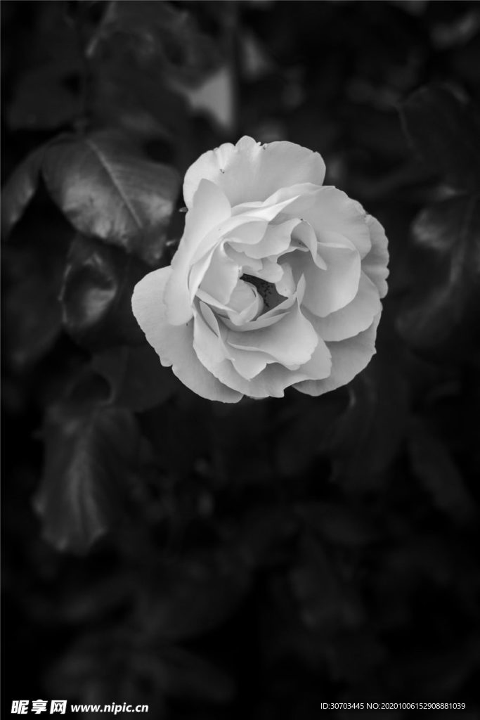 白色花