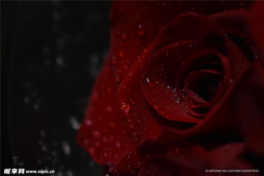 紅色花