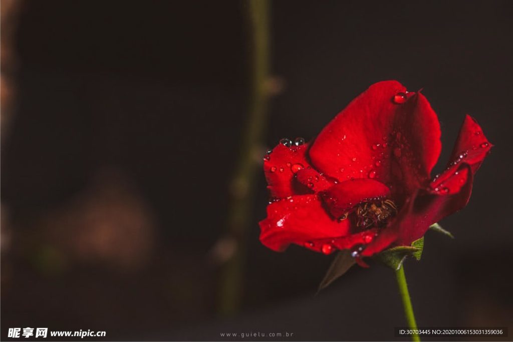 紅色花