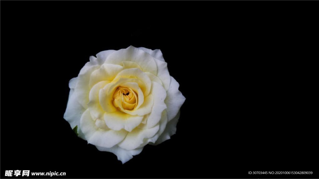 白色花