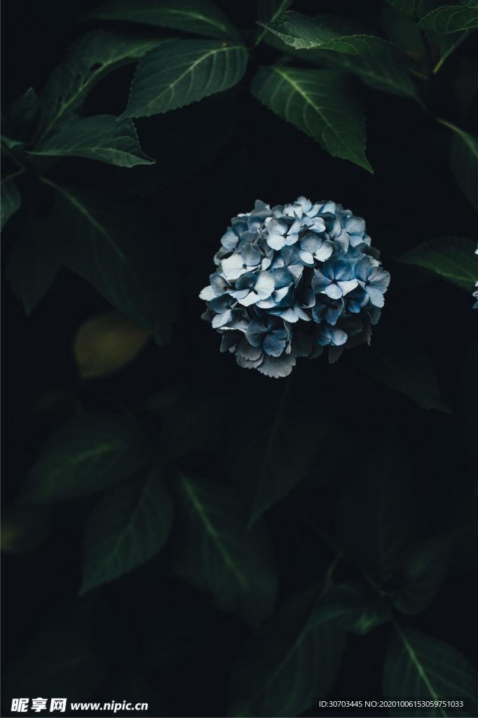 藍色花