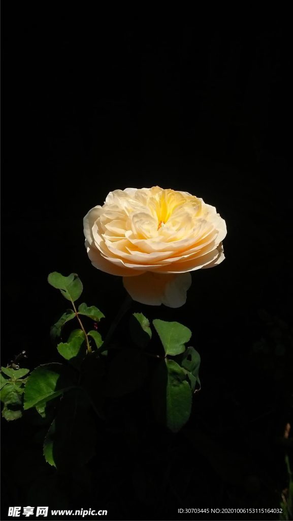 橙色花