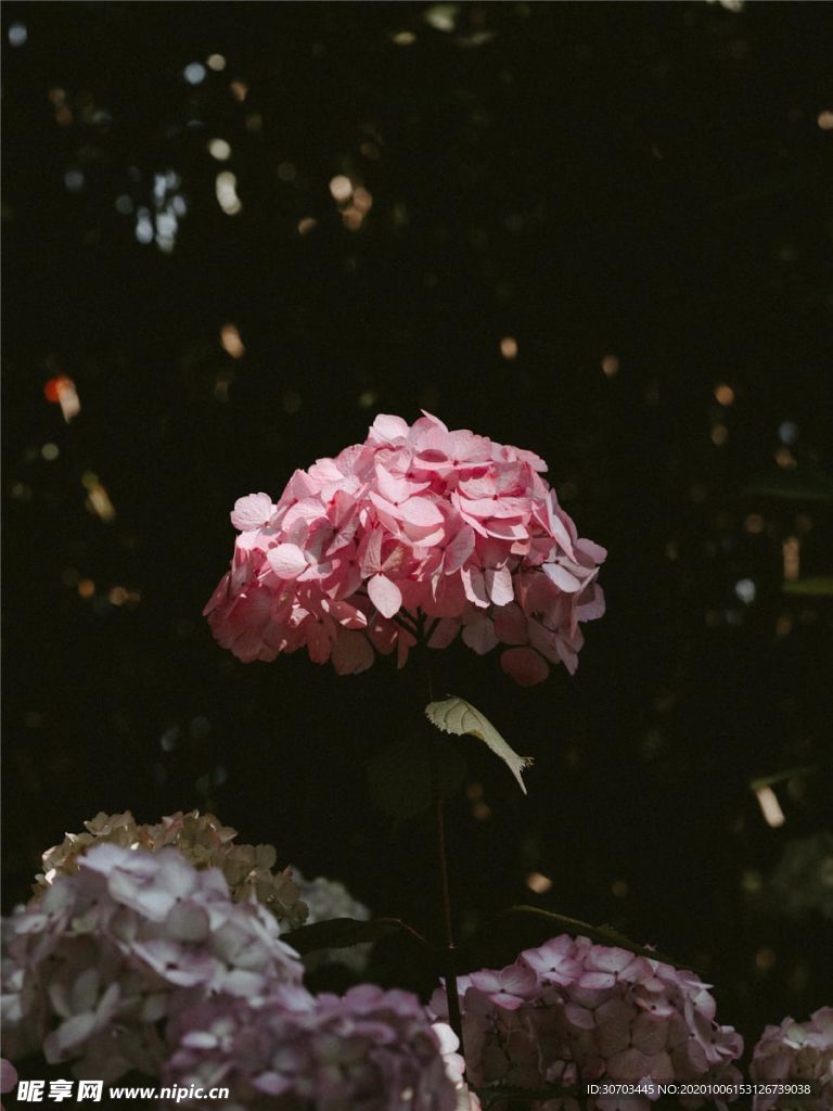 紅色花