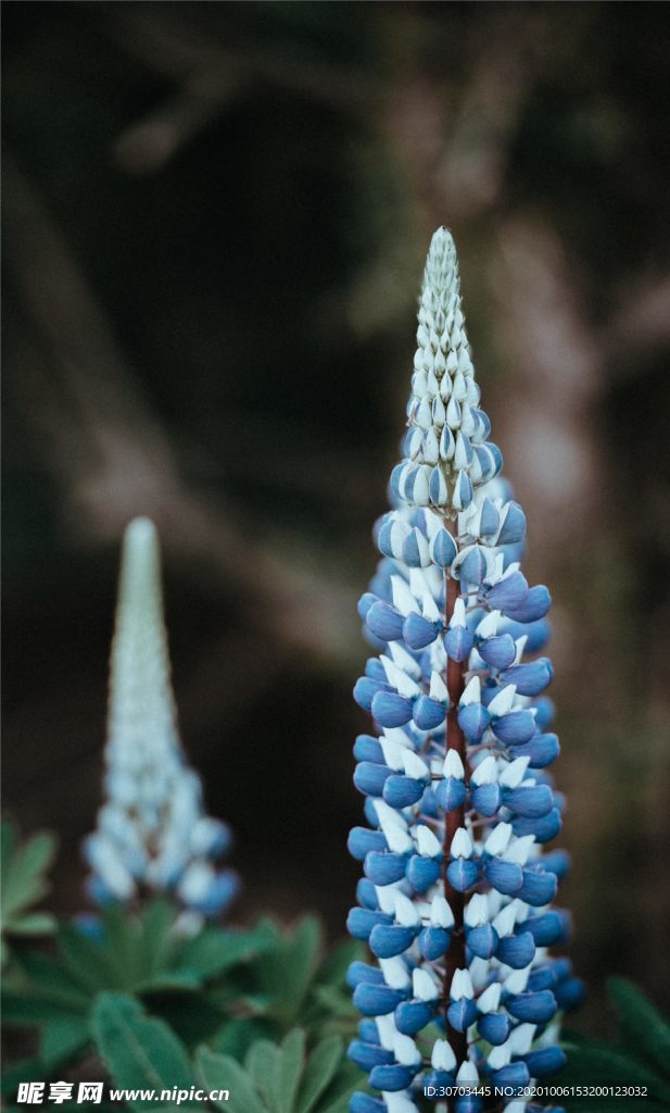 藍色花