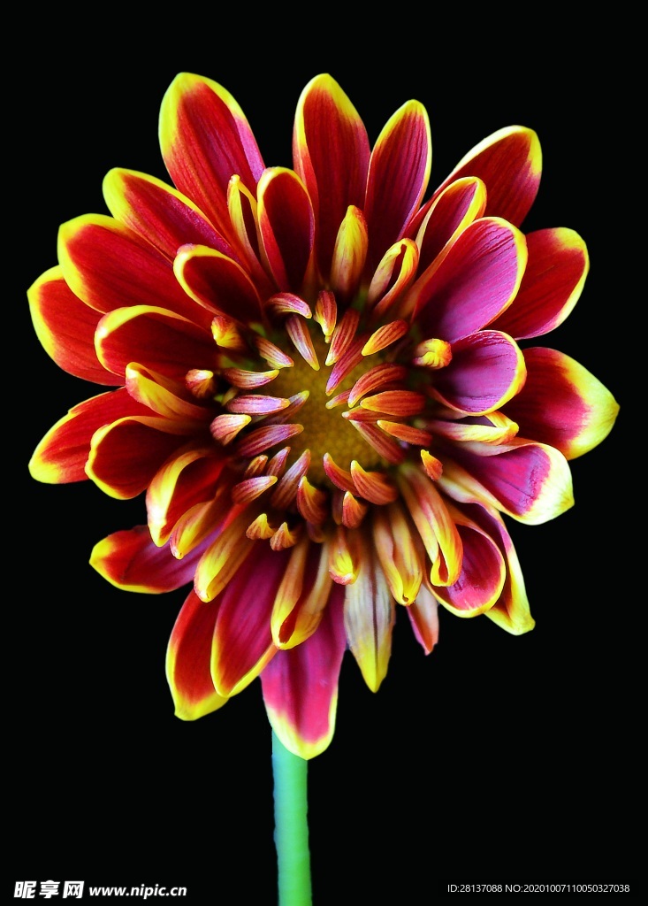 花 鮮花