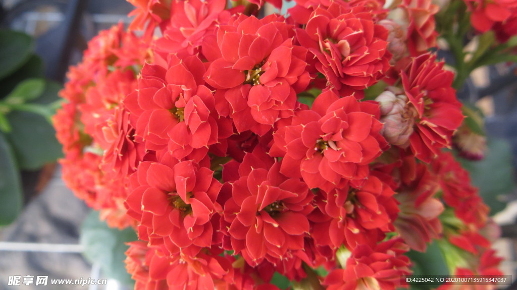 長壽花